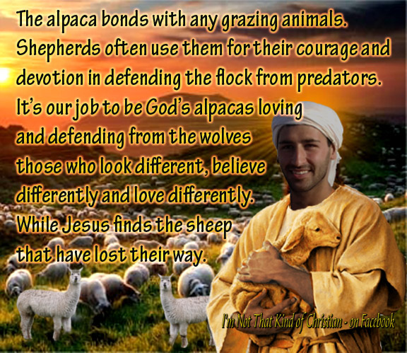 Jesus alpacas